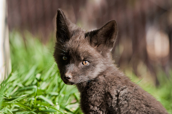 Fox Kit-7519