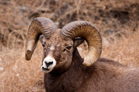 Bighorn Sheep