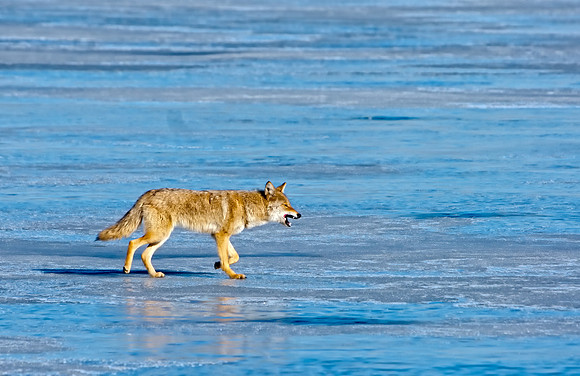 Coyote-7650-2