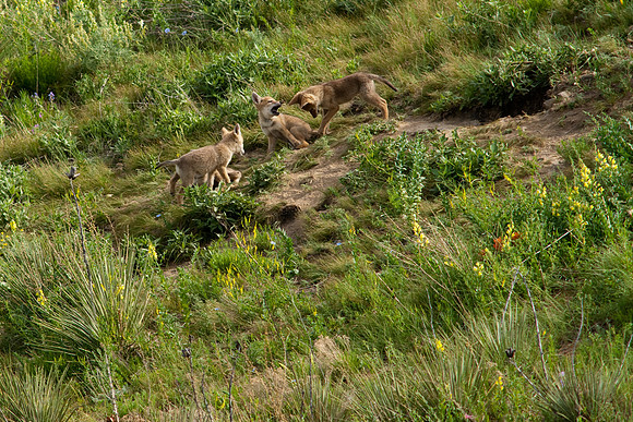 Coyote Pups-9541