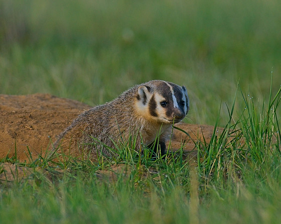Badger-00040