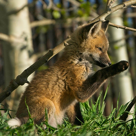 Fox Kit-7229
