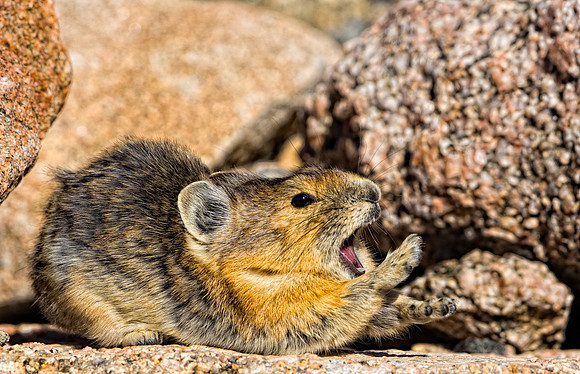 Pika Yawn-4661-2