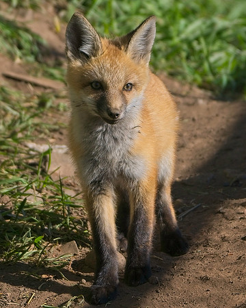Fox Kits-7804