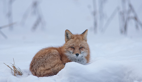 Snow Grumpy-7416-7416