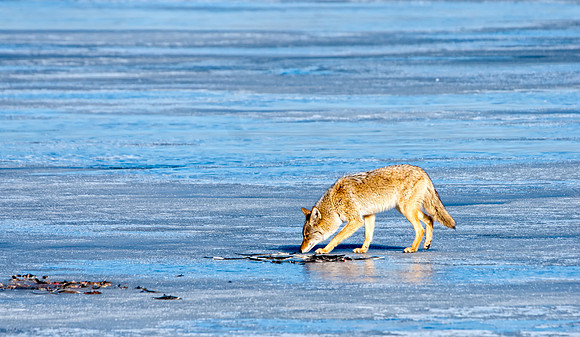 Coyote-7471-2