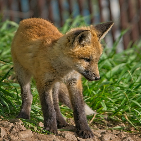 Fox Kits-8312_Export
