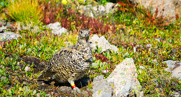Ptarmigan-5065-1