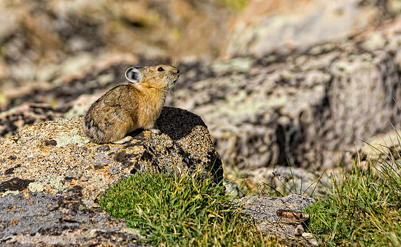 Pika-5064 (1 of 1)