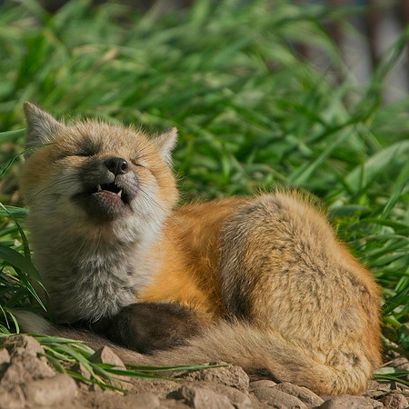 Fox Kits-8284