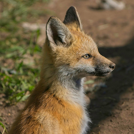 Fox Kits-7801