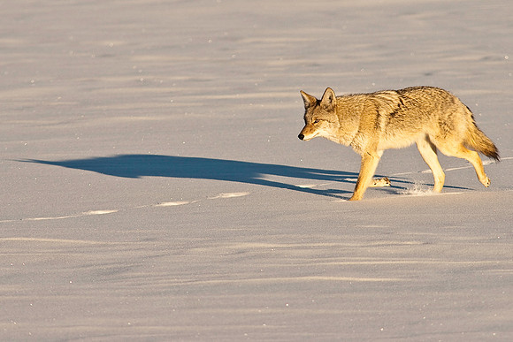 Coyote-8173.jpg