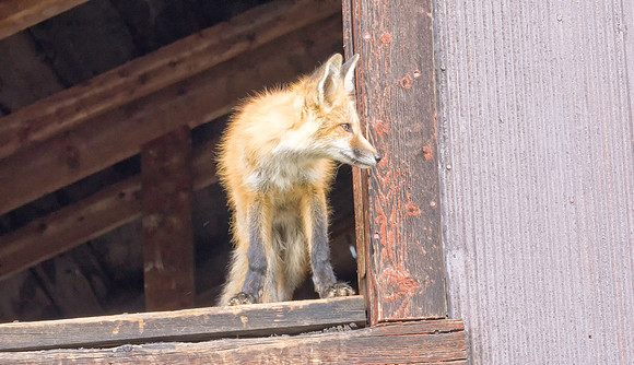 Red Fox-6911-1