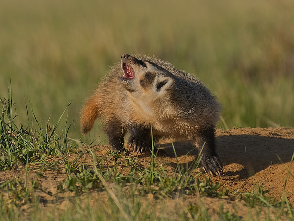 Badger-00142