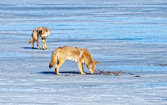 Coyote-7589-2