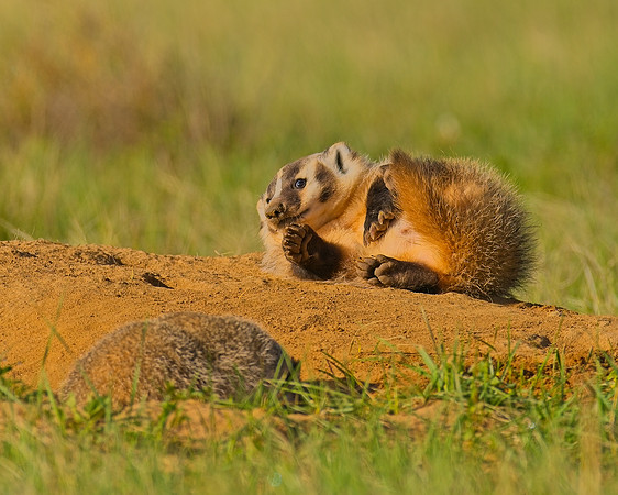 Badger-00258