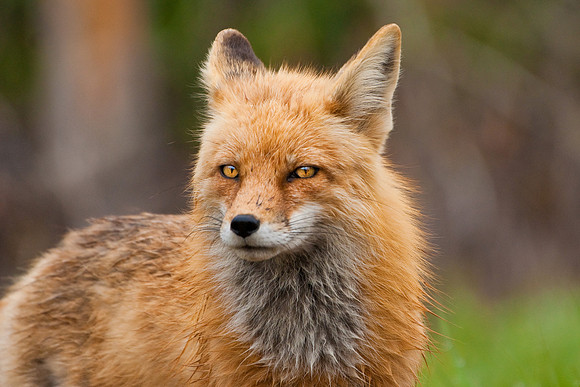 Red Fox Print-3880