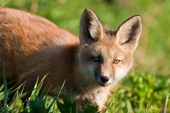 Fox Kit-4691
