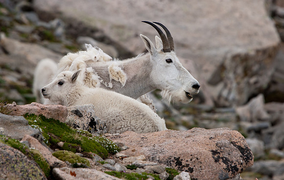 Mountain Goat-5064