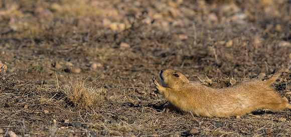 Prairie Dog-2933