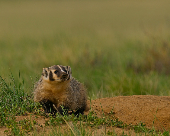 Badger-00525