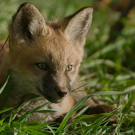 Fox Kit-7034