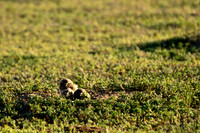 Burrowing Owl Chicks-2923