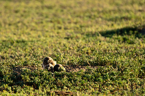 Burrowing Owl Chicks-2923