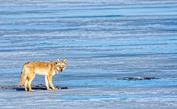 Coyote-7391-2