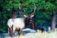 Elk