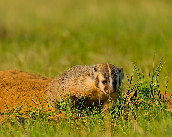 Badger-00087
