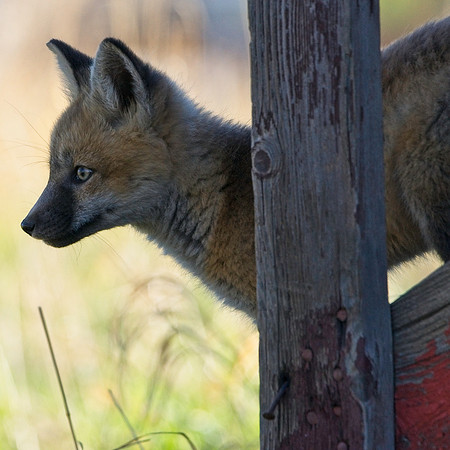 Fox Kit-7641