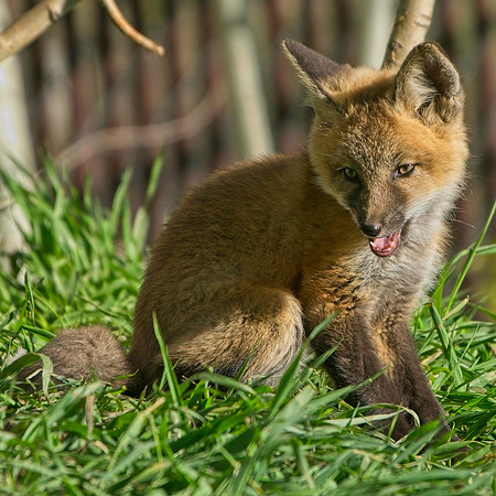 Fox Kit-7601