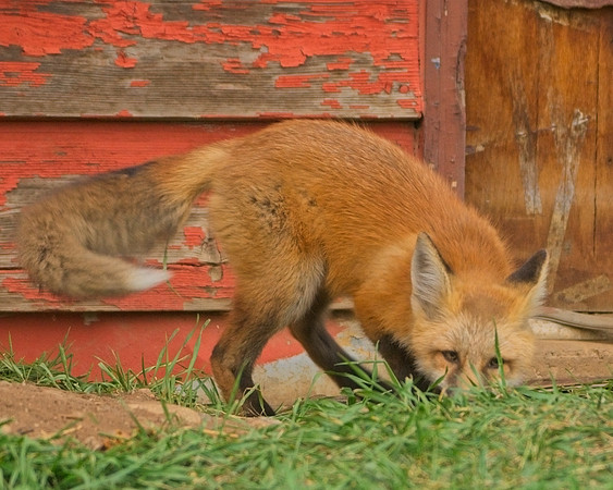 Fox Kits-0324_Export