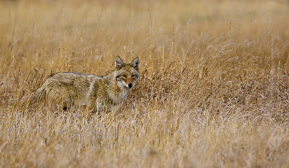 Coyote-0687-0687
