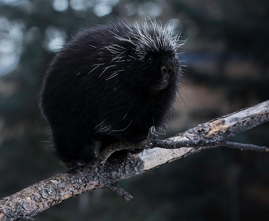 Porky-Pine-0099