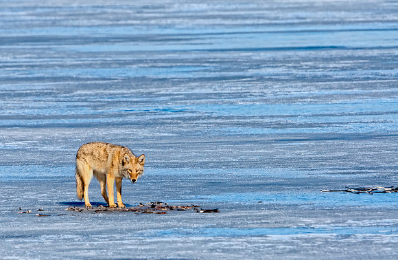 Coyote-7322-