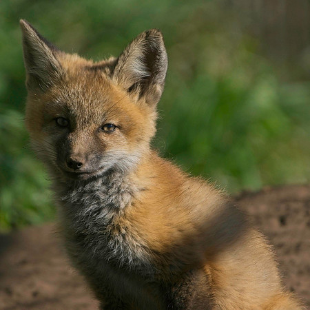 Fox Kits-7753