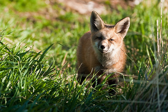 Fox Kit-4737