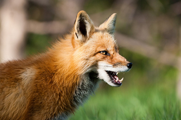 Red Fox-3618