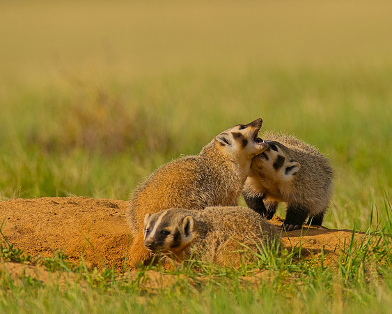 Badger-00423