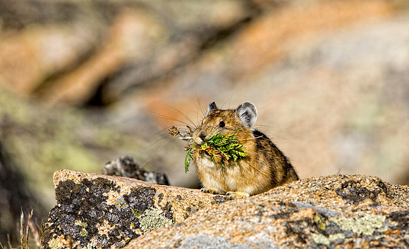 Pika-5098 (1 of 1)