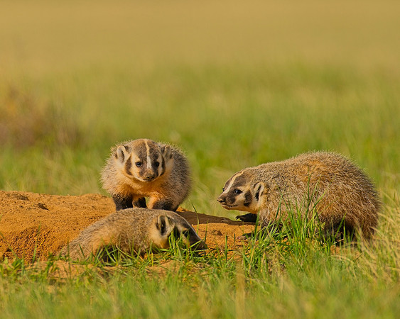 Badger-00371