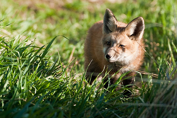 Fox Kit-4728