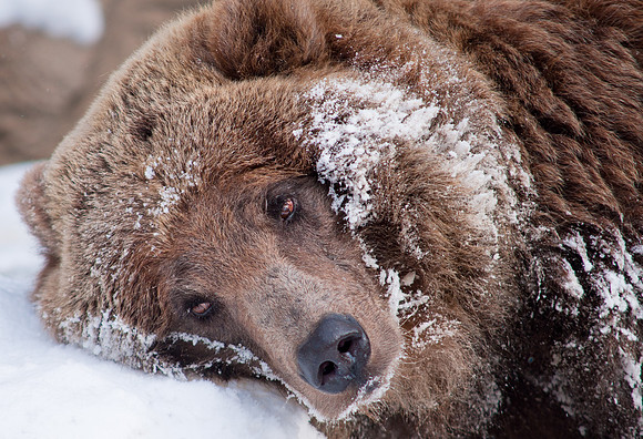 Grizz 2-