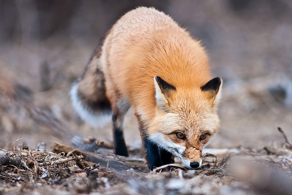 Red Fox-8957.jpg