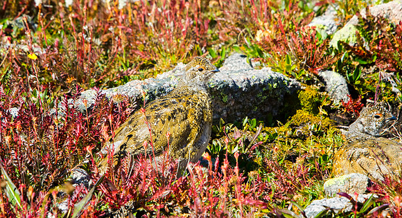Ptarmigan Chicks-5024-1