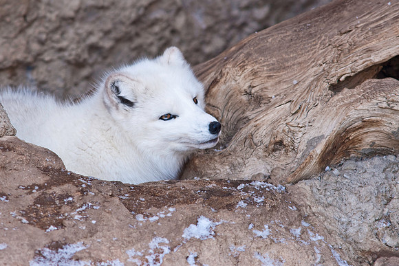 Arctic Fox-9337.jpg