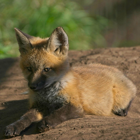 Fox Kits-7855