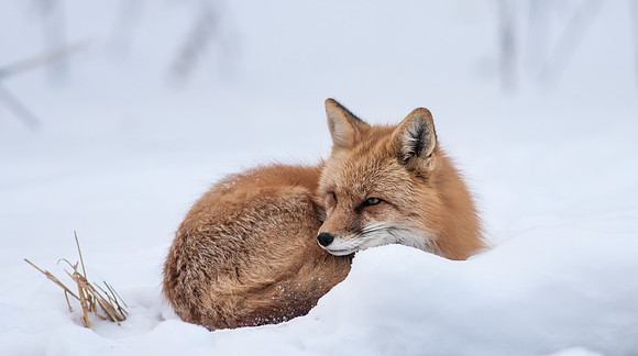 Snow Grumpy-7408